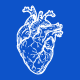 Heart (1)